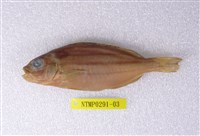 藏品(四線列牙鯻)的圖片